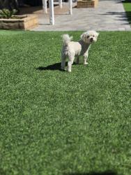 Found/Stray Female Dog last seen East Ave R-8, Palmdale, CA 93552