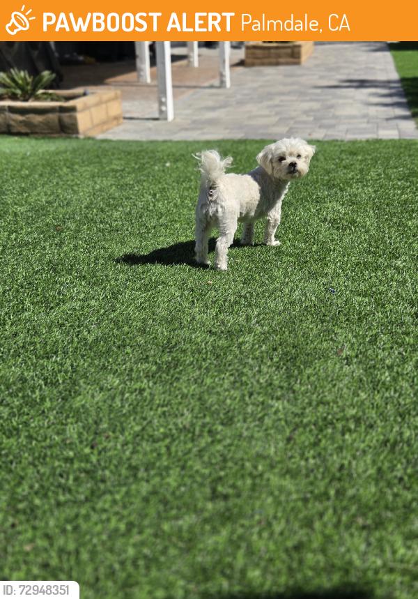 Found/Stray Female Dog last seen East Ave R-8, Palmdale, CA 93552