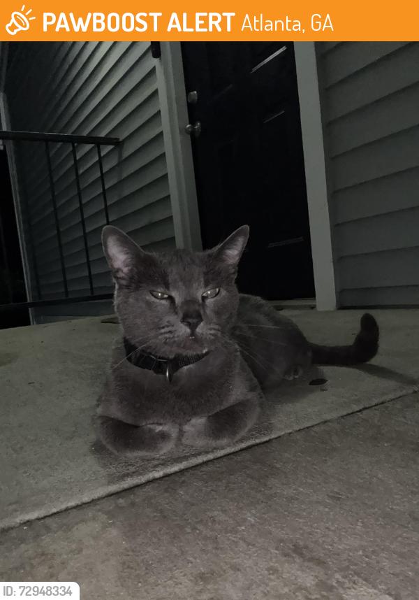 Found/Stray Unknown Cat last seen Madison Brookhaven, building 4, upper level, Atlanta, GA 30329