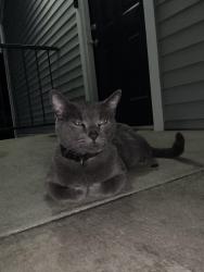Found/Stray Unknown Cat last seen Madison Brookhaven, building 4, upper level, Atlanta, GA 30329