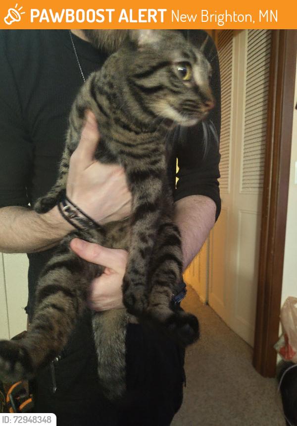 Found/Stray Unknown Cat last seen silver Lane apmts , New Brighton, MN 55112