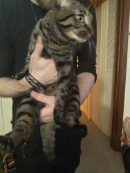 Found/Stray Unknown Cat last seen silver Lane apmts , New Brighton, MN 55112
