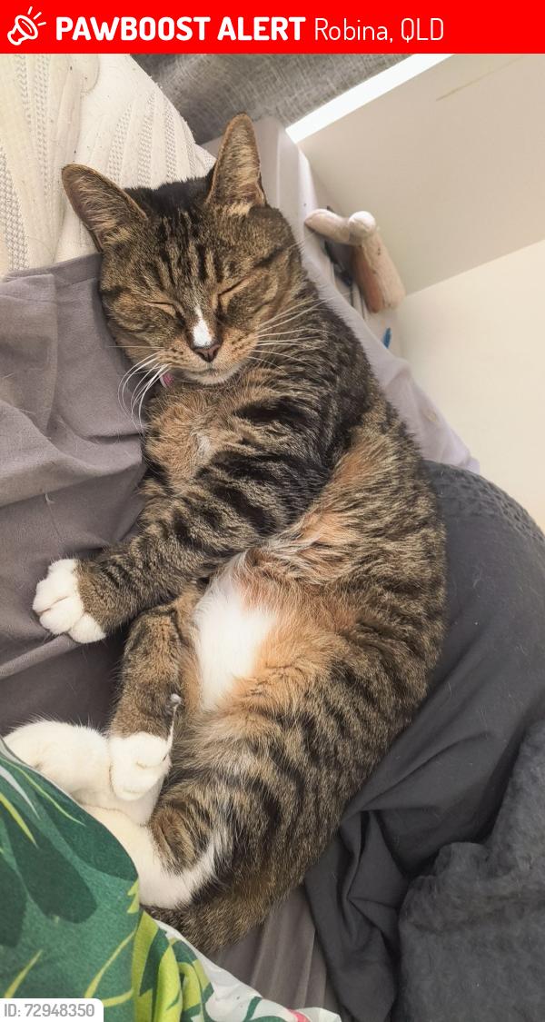 Lost Female Cat last seen Near p⁰, Robina, QLD 