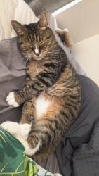 Lost Female Cat last seen Near p⁰, Robina, QLD 