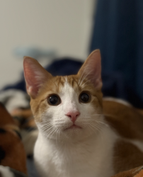 Lost Male Cat last seen Near Haviland St Houston, TX  77035 United States, Houston, TX 77035