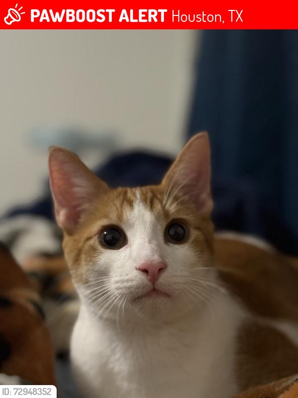 Lost Male Cat last seen Near Haviland St Houston, TX  77035 United States, Houston, TX 77035