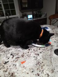 Reunited Female Cat last seen Segerstrom and Griset place, Santa Ana, CA 92704