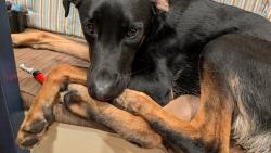 Reunited Male Dog last seen Wilshire blvd, Beverly Hills, CA 90211