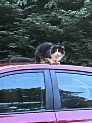 Found/Stray Unknown Cat last seen Providence High School, Clarksville, IN 47129