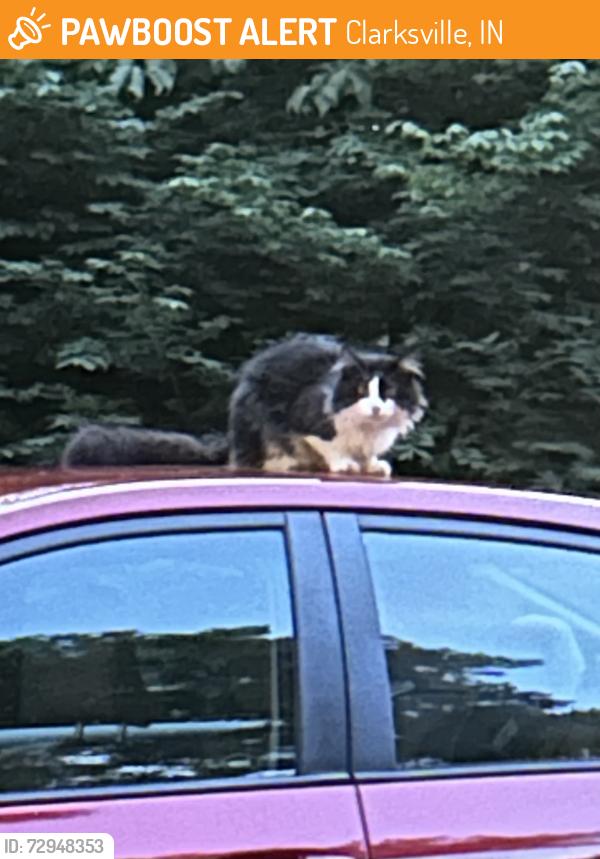 Found/Stray Unknown Cat last seen Providence High School, Clarksville, IN 47129