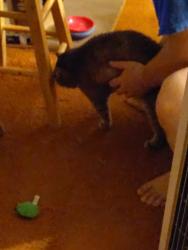 Reunited Female Cat last seen 1922's backyard into forested hill., Rochester, MN 55904