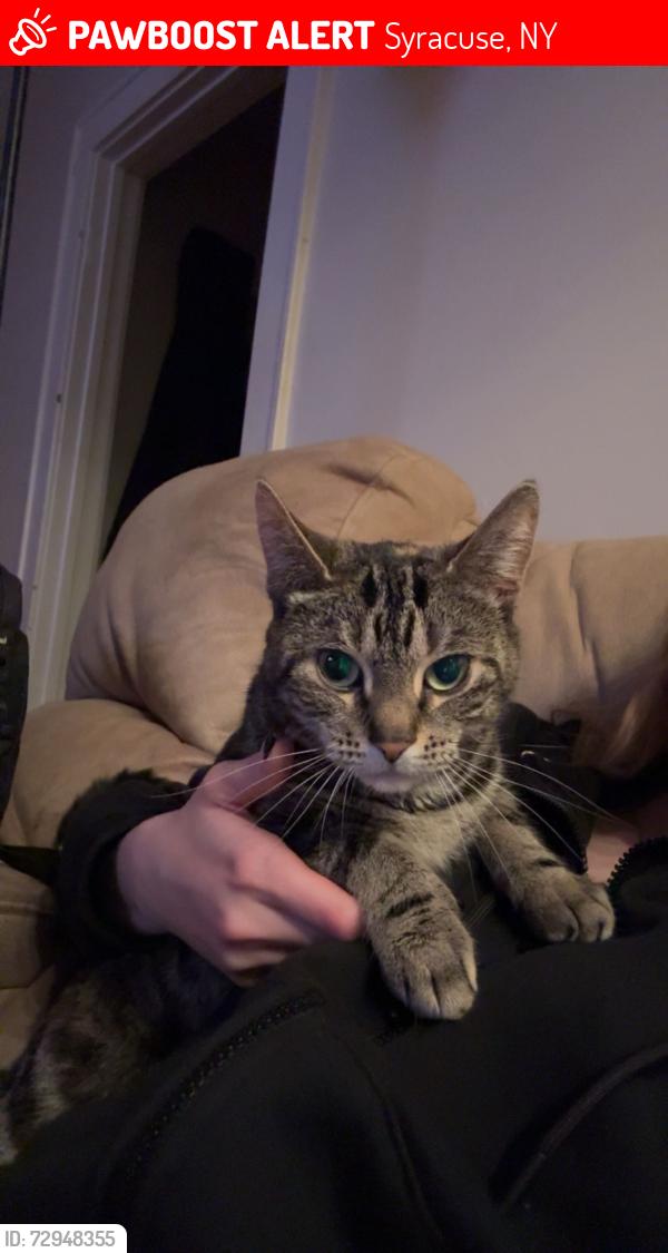 Lost Female Cat last seen Sealy Rd, Syracuse, NY 13203