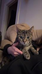 Lost Female Cat last seen Sealy Rd, Syracuse, NY 13203
