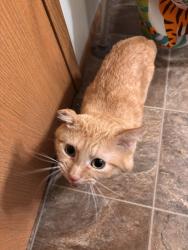 Found/Stray Male Cat last seen By dairy queen , Altoona, IA 50009