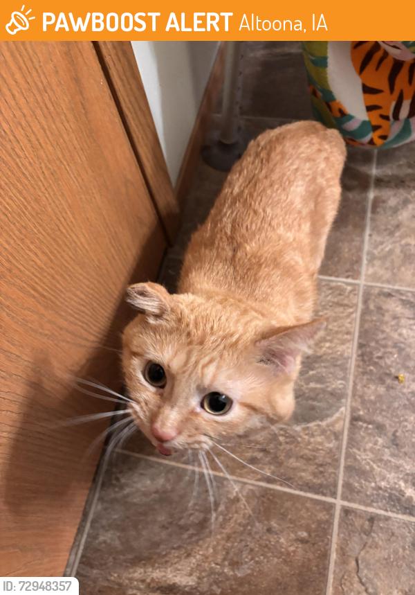 Found/Stray Male Cat last seen By dairy queen , Altoona, IA 50009