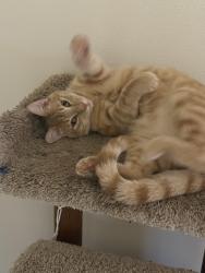 Lost Male Cat last seen Near Lewis ave, Eureka, CA 95503