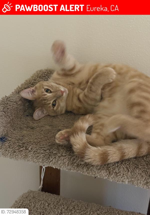 Lost Male Cat last seen Near Lewis ave, Eureka, CA 95503