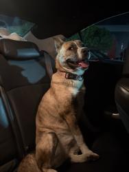 Reunited Female Dog last seen Santa Teresa, San Jose, CA, USA, San Jose, CA 95119