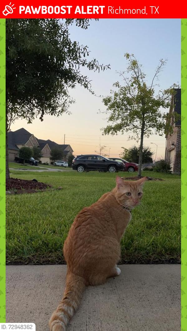 Lost Male Cat last seen Lakehead Ln , Richmond, TX 77407