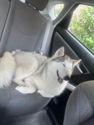 Found/Stray Female Dog last seen Kuykendahl, Houston, TX 77068