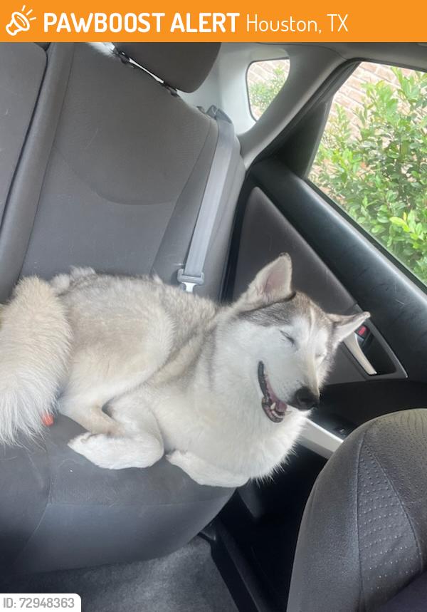 Found/Stray Female Dog last seen Kuykendahl, Houston, TX 77068