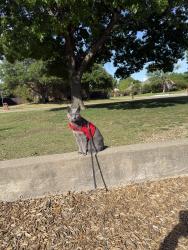Lost Male Cat last seen Went out from home in Watters crossing , Allen, TX 75013