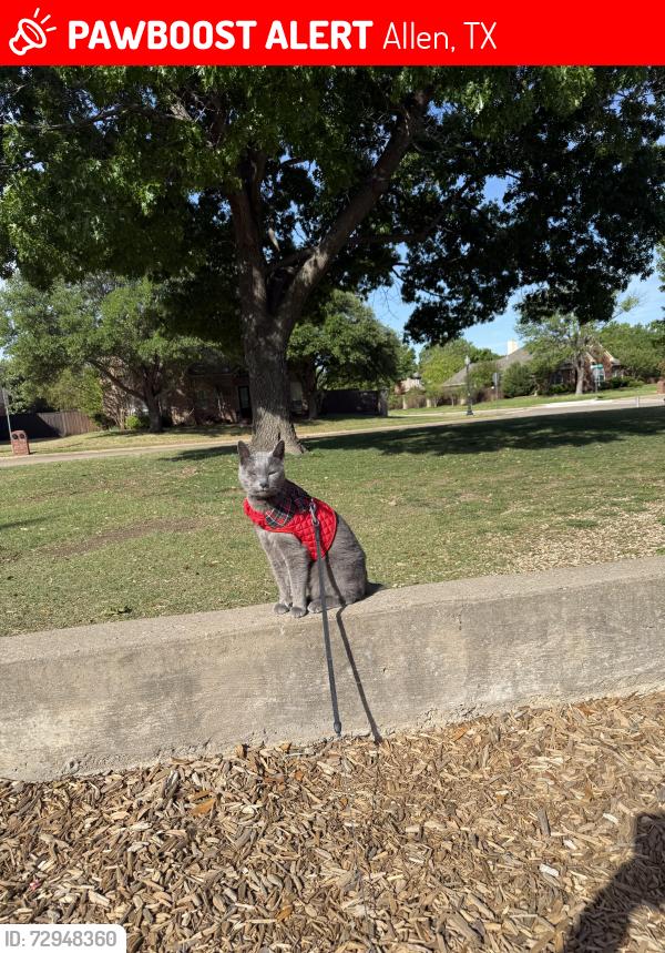 Lost Male Cat last seen Went out from home in Watters crossing , Allen, TX 75013