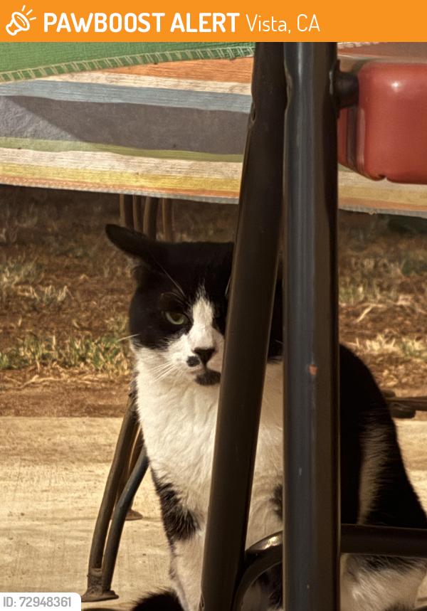 Found/Stray Unknown Cat last seen Hutchison St. , Vista, CA 92084