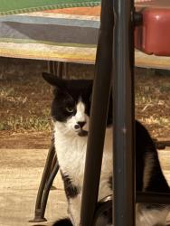 Found/Stray Unknown Cat last seen Hutchison St. , Vista, CA 92084
