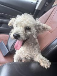 Found/Stray Male Dog last seen Yates between Venson and Bartlett Blvd, Bartlett, TN 38134