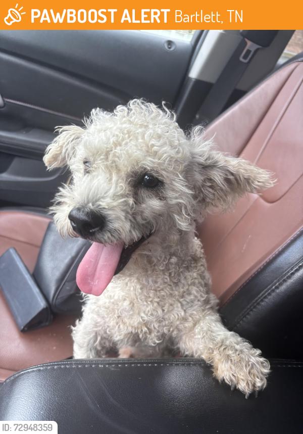 Found/Stray Male Dog last seen Yates between Venson and Bartlett Blvd, Bartlett, TN 38134
