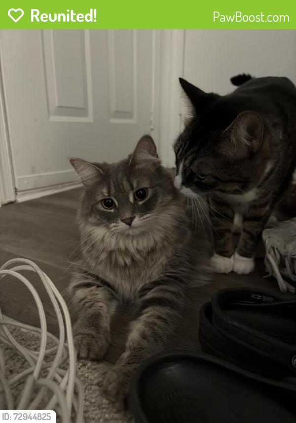Reunited Female Cat last seen Tuckernuck and Mayland, Henrico County, VA 23294
