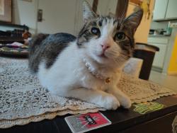 Lost Female Cat last seen Katella and Cambridge , Orange, CA 92867