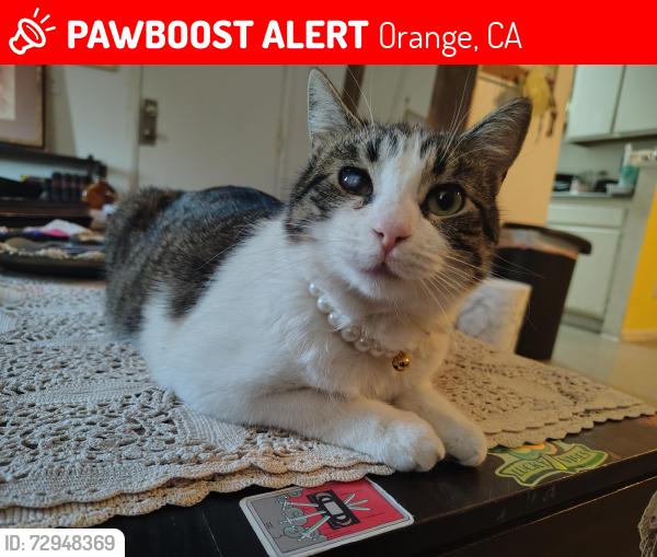 Lost Female Cat last seen Katella and Cambridge , Orange, CA 92867