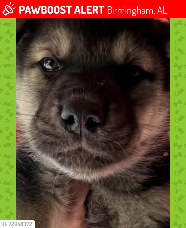 Lost Male Dog last seen Purple panda car wash , Birmingham, AL 35211