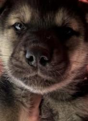 Lost Male Dog last seen Purple panda car wash , Birmingham, AL 35211