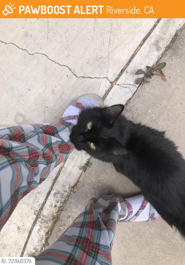 Found/Stray Female Cat last seen Ramona high school atea, Riverside, CA 92504