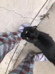 Found/Stray Female Cat last seen Ramona high school atea, Riverside, CA 92504