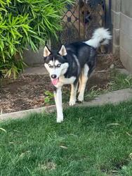 Lost Male Dog last seen Delno and Channing, Fresno, CA 93704