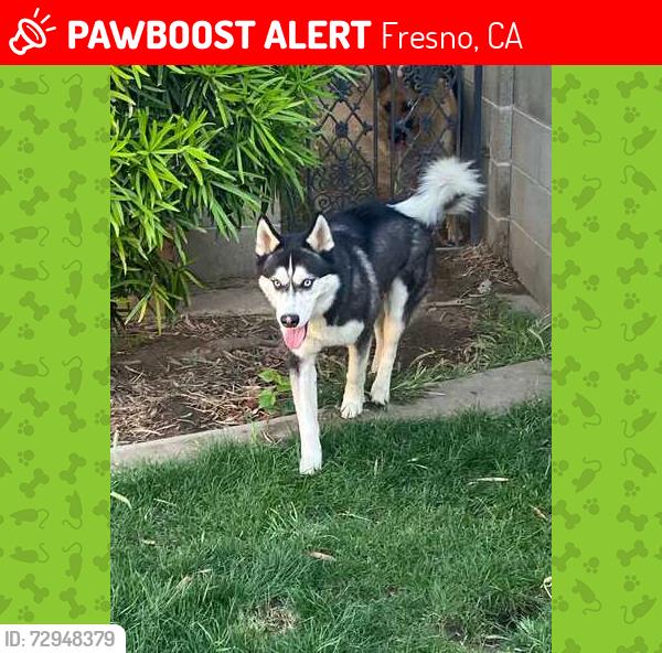 Lost Male Dog last seen Delno and Channing, Fresno, CA 93704
