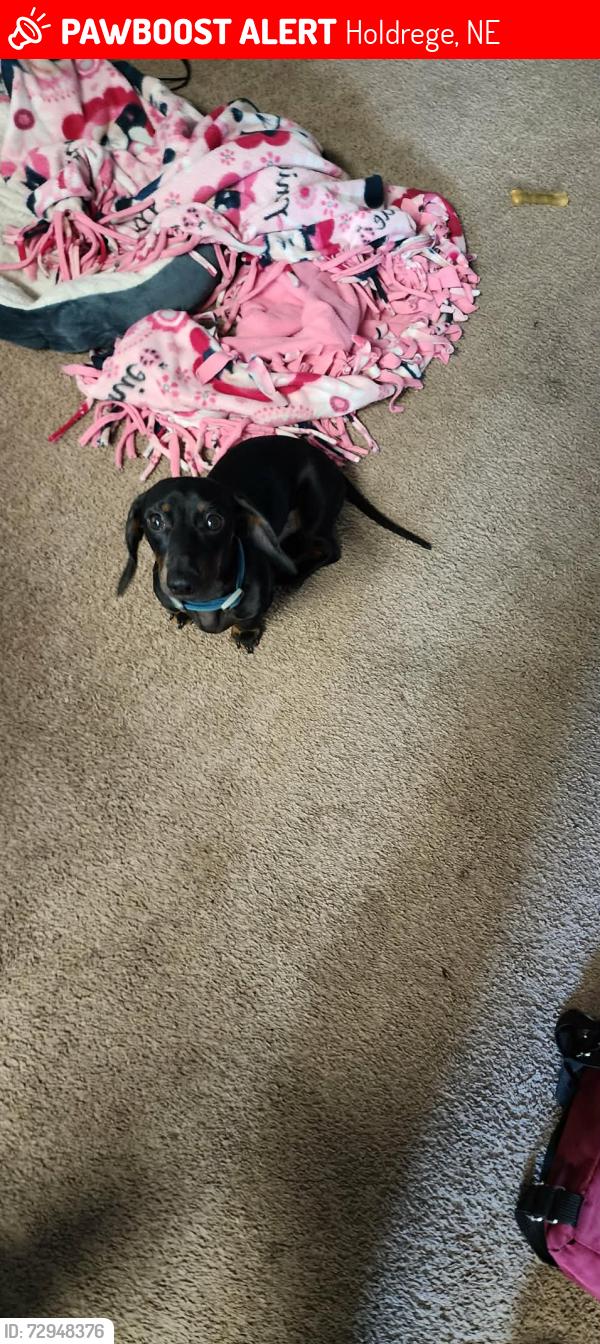 Lost Male Dog last seen Little bit out of holdrege,Nebraska , Holdrege, NE 68949