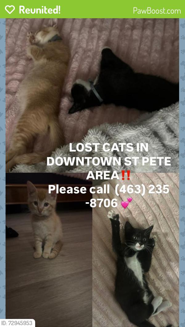 Reunited Male Cat last seen 16th street St Pete near downtown, St. Petersburg, FL 33701