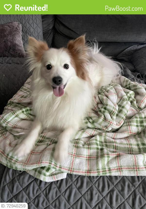 Reunited Male Dog last seen Colonbero RD, Rancho Cucamonga, CA 91739