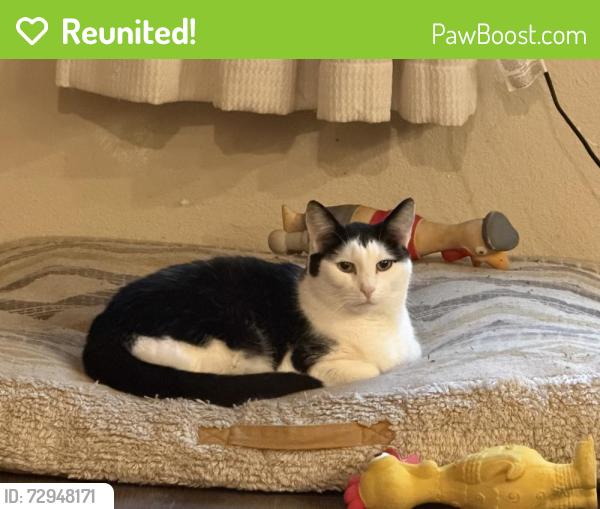 Reunited Male Cat last seen Baja Ct, Brentwood, CA 94513, USA, Brentwood, CA 94513