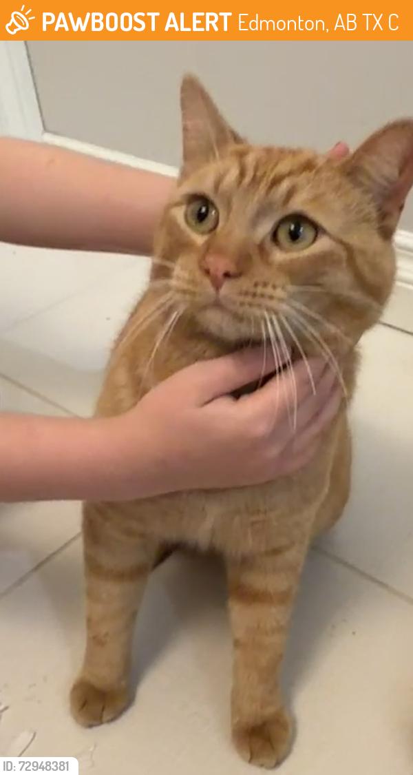 Found/Stray Male Cat last seen Near 89a Street playground , Edmonton, AB T6X 2C3