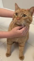 Found/Stray Male Cat last seen Near 89a Street playground , Edmonton, AB T6X 2C3
