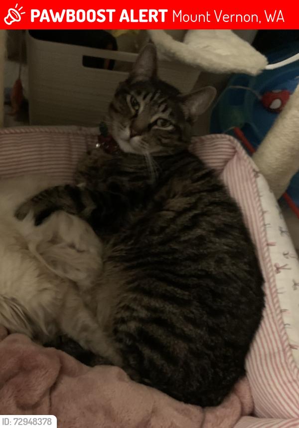 Lost Male Cat last seen Mount Vernon Life Care Center, Mount Vernon, WA 98274