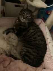 Lost Male Cat last seen Mount Vernon Life Care Center, Mount Vernon, WA 98274