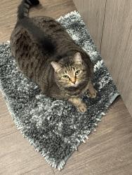 Reunited Female Cat last seen 34th Ave , Kenosha, WI 53144