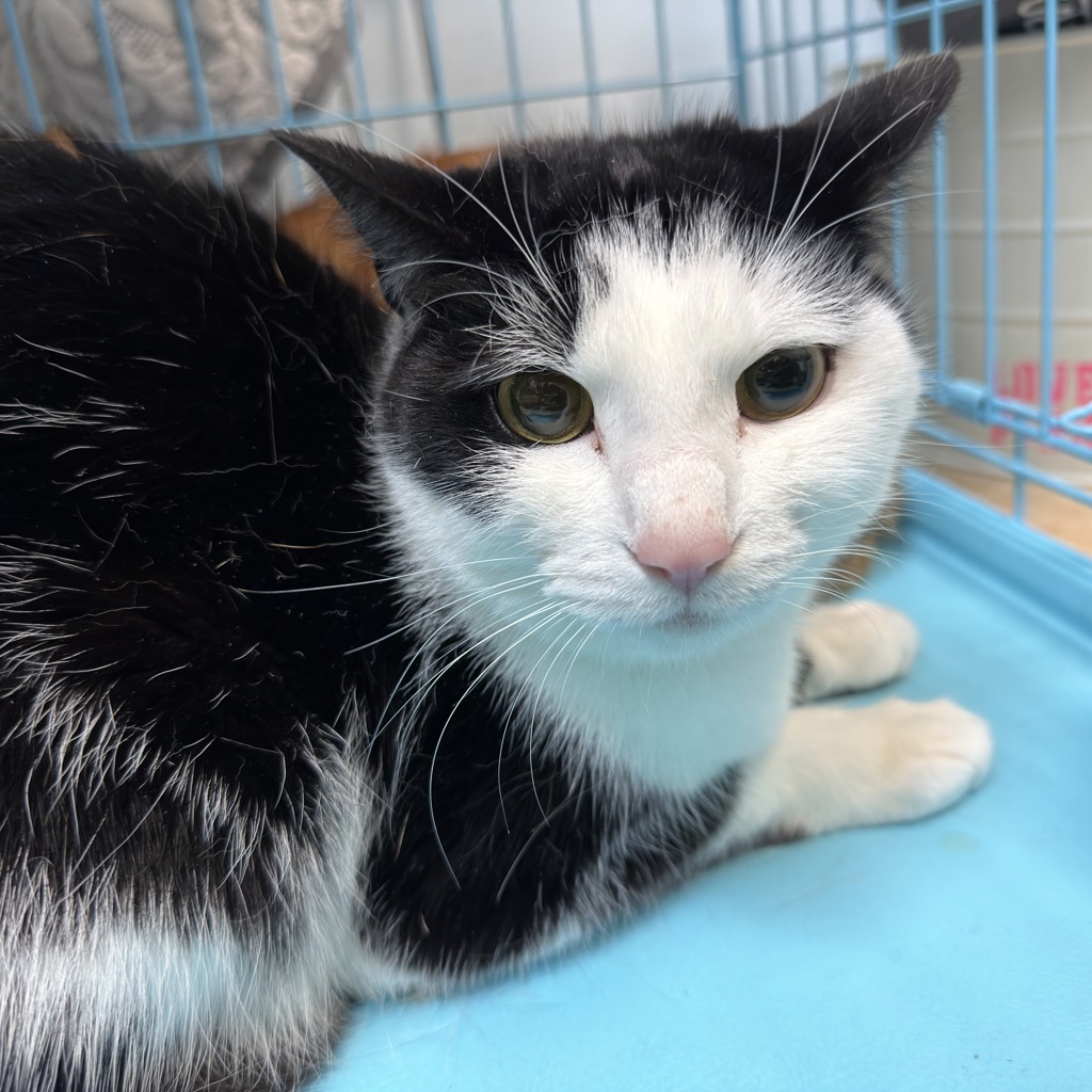 Shelter Stray Unknown Cat last seen Near Beech Street, San Diego, CA, 92120, San Diego, CA 92110